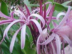 Divi Village Flora (24KB)