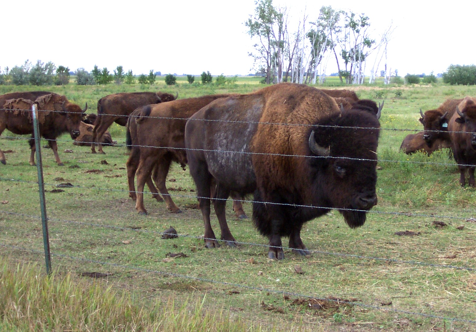 Big Sky Buffalo
