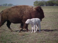Mystical, the albino buffalo.