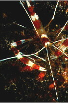 Banded Shrimp