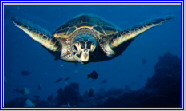 Hawai'ian Sea Turtle.