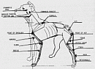 Dog Body