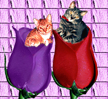 Two cats inside rose buds