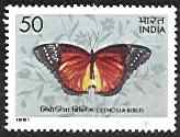 Cethosia Biblis 20-Oct-1981