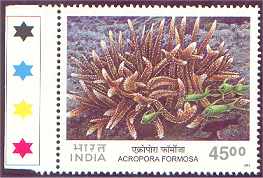 Acropora formosa