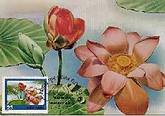 Lotus Maxicard