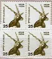 Black Buck