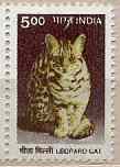 Leopard Cat