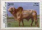 Indigenous Cattle - Gir - Apr-25-2000