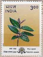 Wild Guava Mar-31-2000