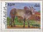 Indigenous Cattle - Hallikar - Apr-25-2000