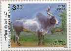 Indigenous Cattle - Kangayam - Apr-25-2000