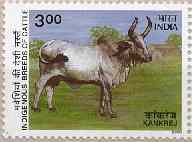 Indigenous Cattle - Kankrej - Apr-25-2000