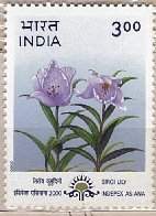 Siroi Lily Mar-31-2000