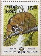 Slow Loris Mar-31-2000