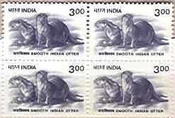 Smooth Indian Otter