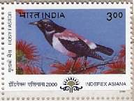 Migratory Birds - Rosy Pastor - May-24-2000
