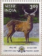 Sangai Deer Mar-31-2000