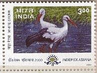 Migratory Birds - White Stork - May-24-2000