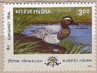 Migratory Birds - Garganey Teal - May-24-2000