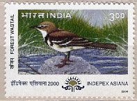 Migratory Birds - Forest Wagtail - May-24-2000