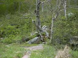 Tree spreading its roots over the rocks to find what soil it can