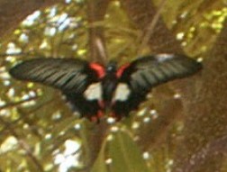One of the butterflies.