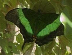 One of the butterflies.