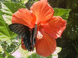 One of the butterflies.