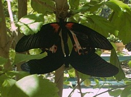 One of the butterflies.