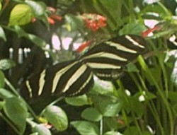 One of the butterflies.