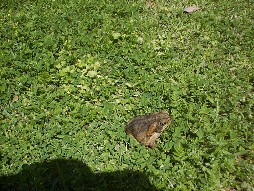 Toad on the lawn at the botanical gardens.