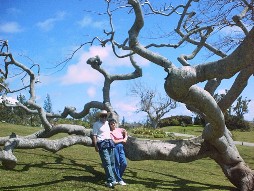 Ernie & Dale by one of the unique trees at the botanical gardens.