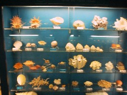 Some of the shells on display.