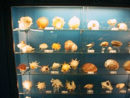 Some of the shells on display.