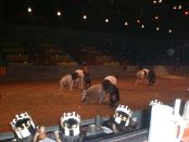 Performing Horses