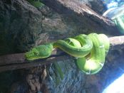 Green Tree Python