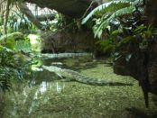 Crocodiles