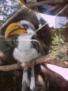 We do not remember the name of this bird.
