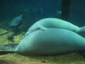 Cuddling Manatees