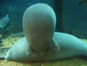 Acrobatic Manatees