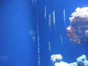 We don't remember the name of these fish, but they swim head down.