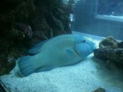 We don't remember the name of this fish.