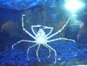 Spider Crab
