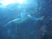 Sea Turtle
