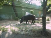 Tapir
