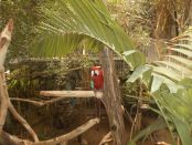 Parrot