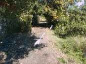 Birds along one of the trails.