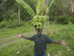 Guide balancing 2 bunches of bananas.