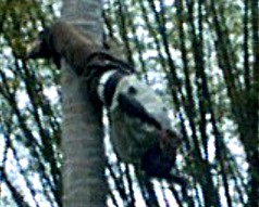 Climber hanging upside-down by his legs.